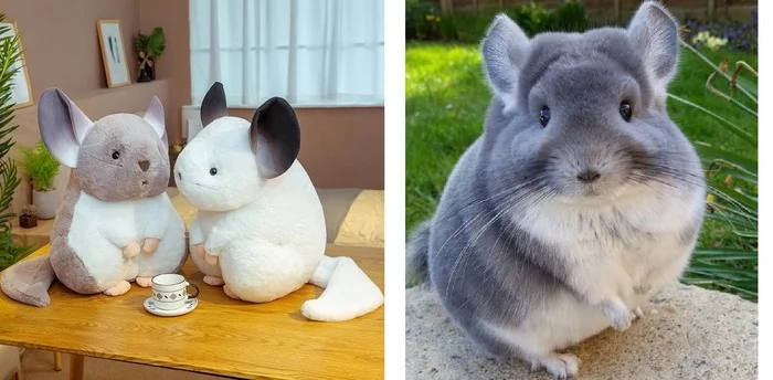 Plush chinchilla vs real - Milota, Animals, Chinchilla, Interesting, Plush Toys, Soft toy