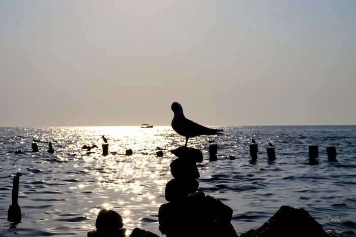 Gull - My, The photo, Summer, Sea