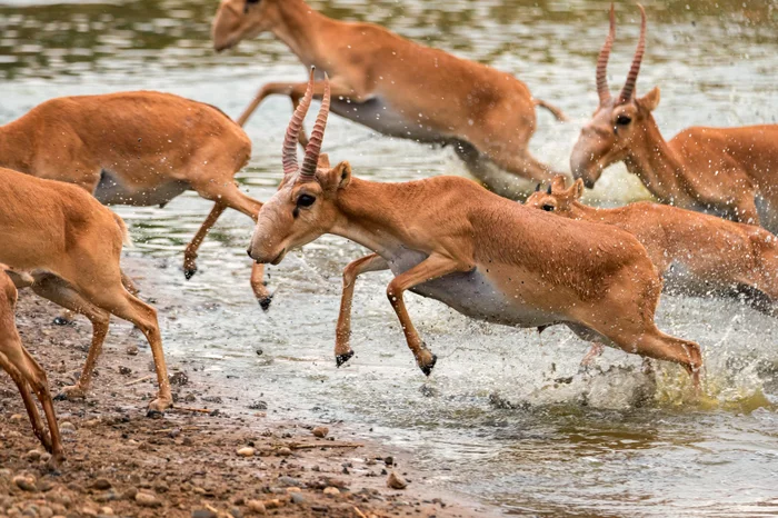 The run of life - Saiga, Herd, Run, Wild animals, The national geographic, The photo, beauty of nature, wildlife, , Kalmykia, Reserves and sanctuaries, Artiodactyls