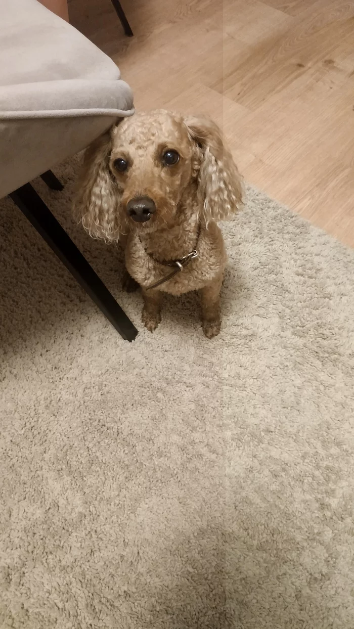 Dog found [Found] - My, Found, Dubna, Poodle, Dog, No rating, Found a dog