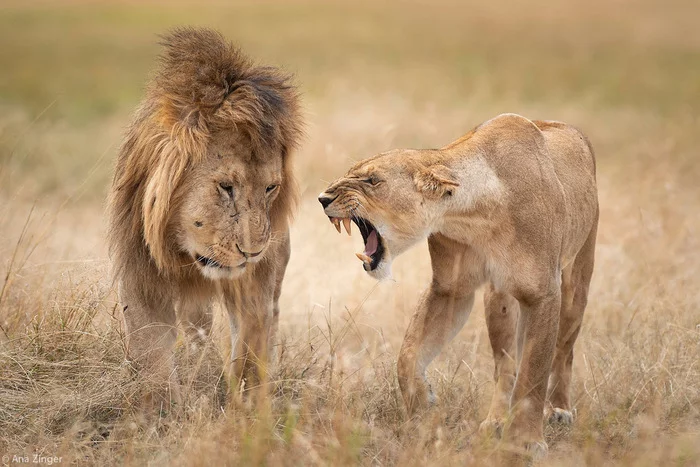 Where have you been all night? - Lioness, a lion, Big cats, Cat family, Animals, Wild animals, Predator, wildlife, , Africa, The photo, Kenya, Masai Mara, Reserves and sanctuaries, Predatory animals