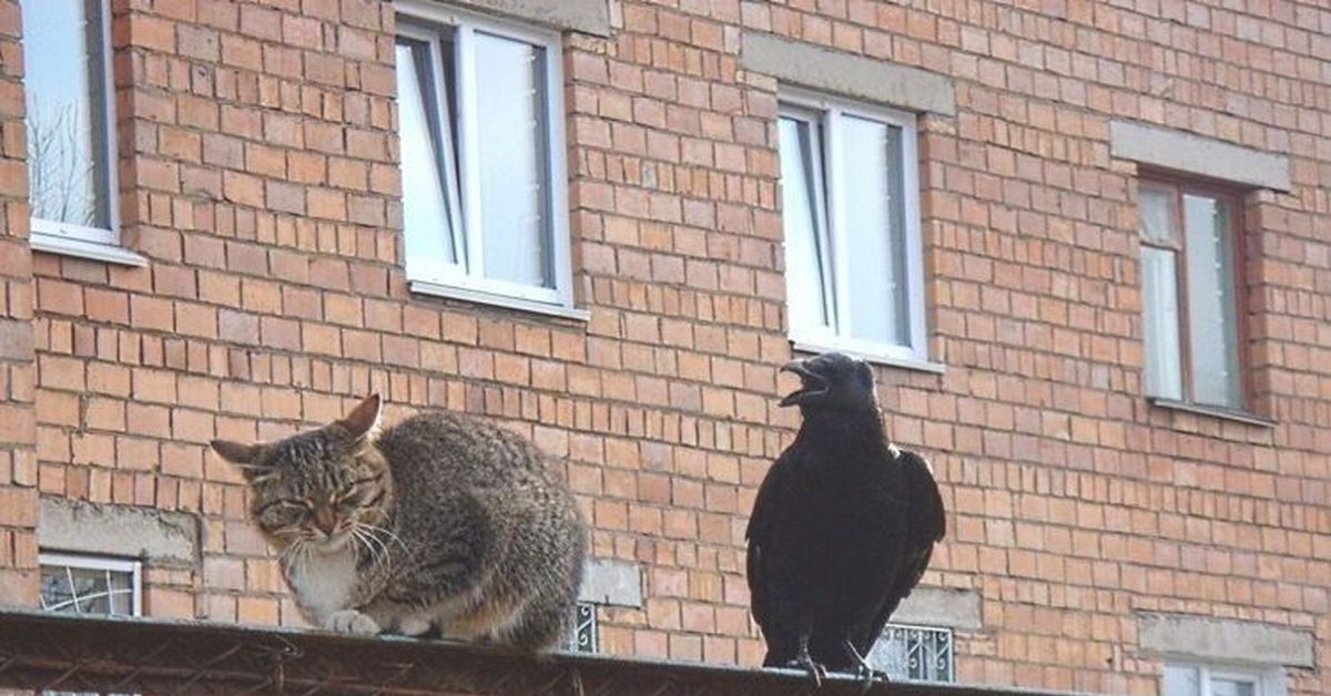 Кот на карнизе. Кот и ворона. Кот на балконе. Вороны и коты. Ворона и кошка.
