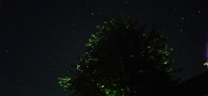 look up) - My, Stars, Tree, Night, Sky