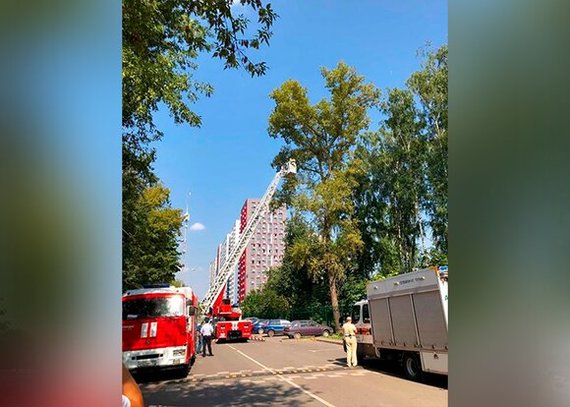 Экоактивистка с арбалетом влезла на дерево и не хотела спускаться. Зачем??? - Москва, Экоактивисты, Парк, Происшествие, Life shot, Арбалет, Видео, Длиннопост