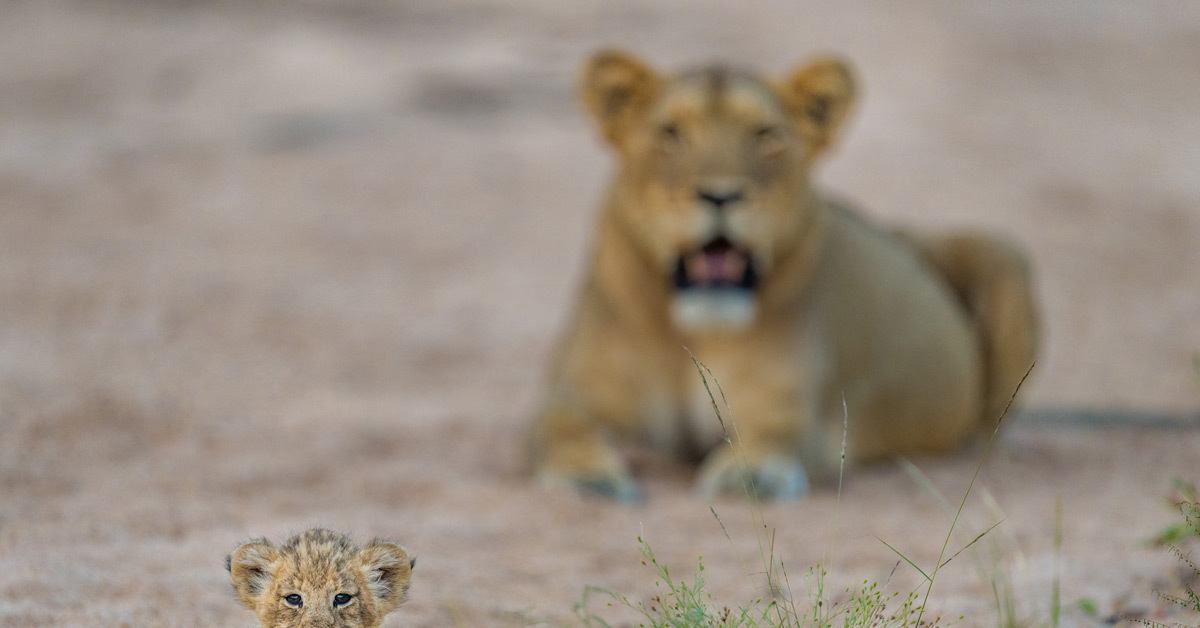 Five week old lion cub exploring the world - Lioness, Lion cubs, Big cats, Cat family, Animals, Wild animals, Predator, wildlife, , South Africa, The photo, Milota, a lion, Predatory animals