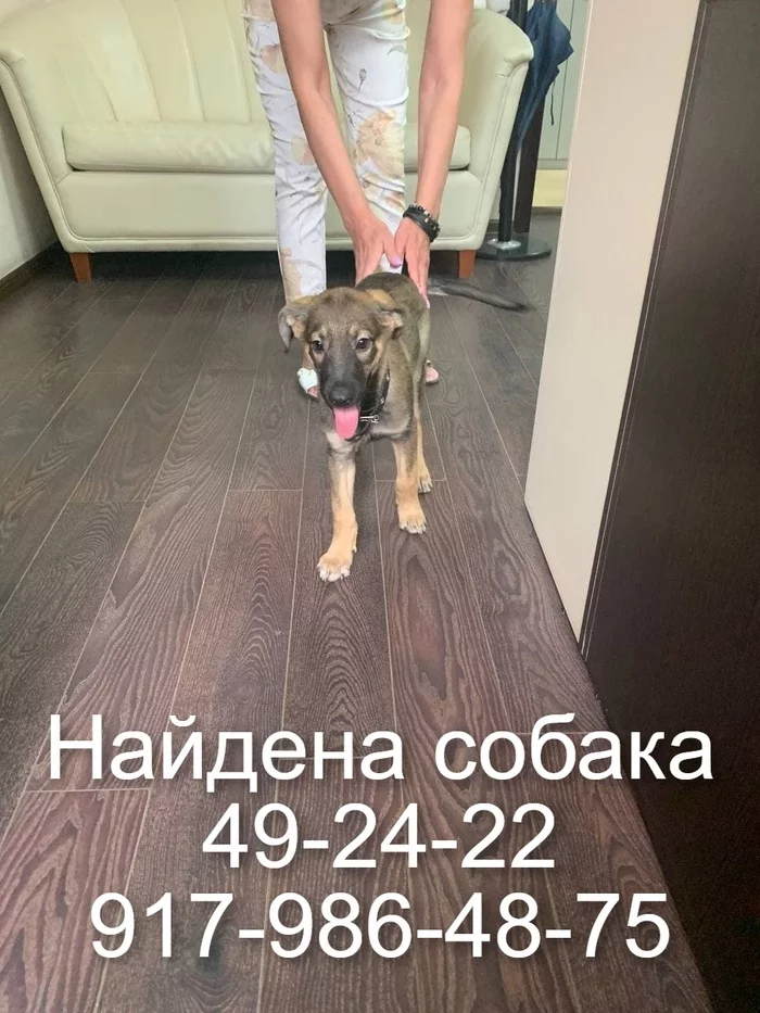 Saratov. Found a dog - No rating, Lost, Dog, Found a dog, Saratov