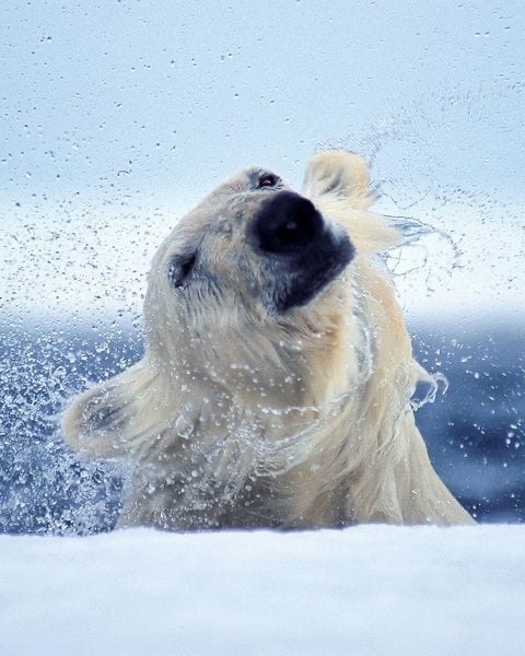 Реклама шампуня | Пикабу