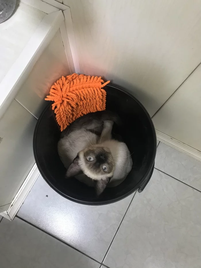 You get a cat in a bucket - My, cat, Bucket, Convenience