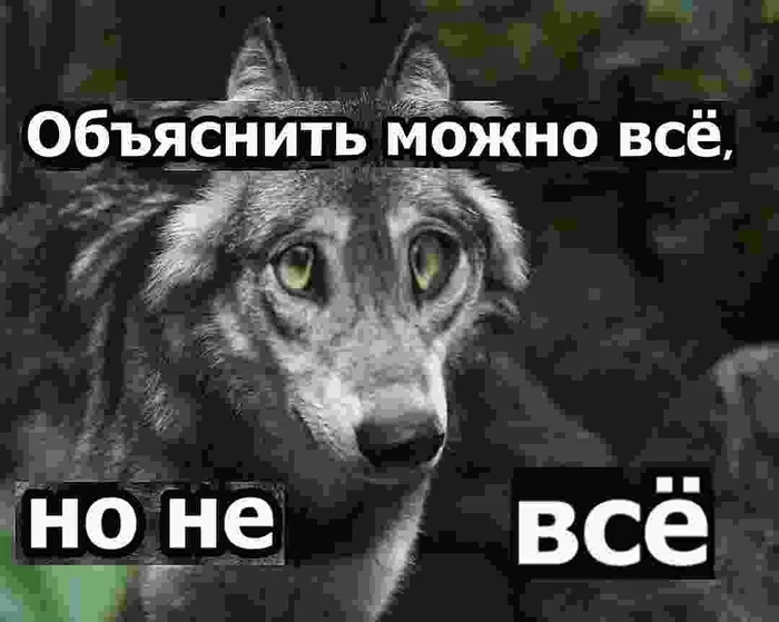 Поймут не только лишь все - Dank Memes, Волк, Пацанские цитаты, Ирония, Абсурд