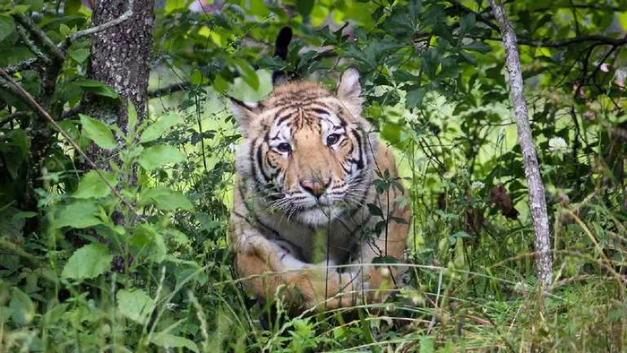 The tigers ran away from their owners and roamed the streets of Texas - Tiger, Wild animals, Big cats, Cat family, Predatory animals, USA, Texas, Animal protection, , Reserves and sanctuaries, Animals, The escape, Catching