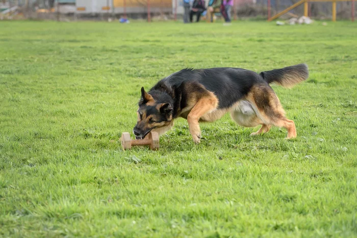 Sports nobleman - My, Dog, Cur, German Shepherd, Dog training, Cynology, Longpost