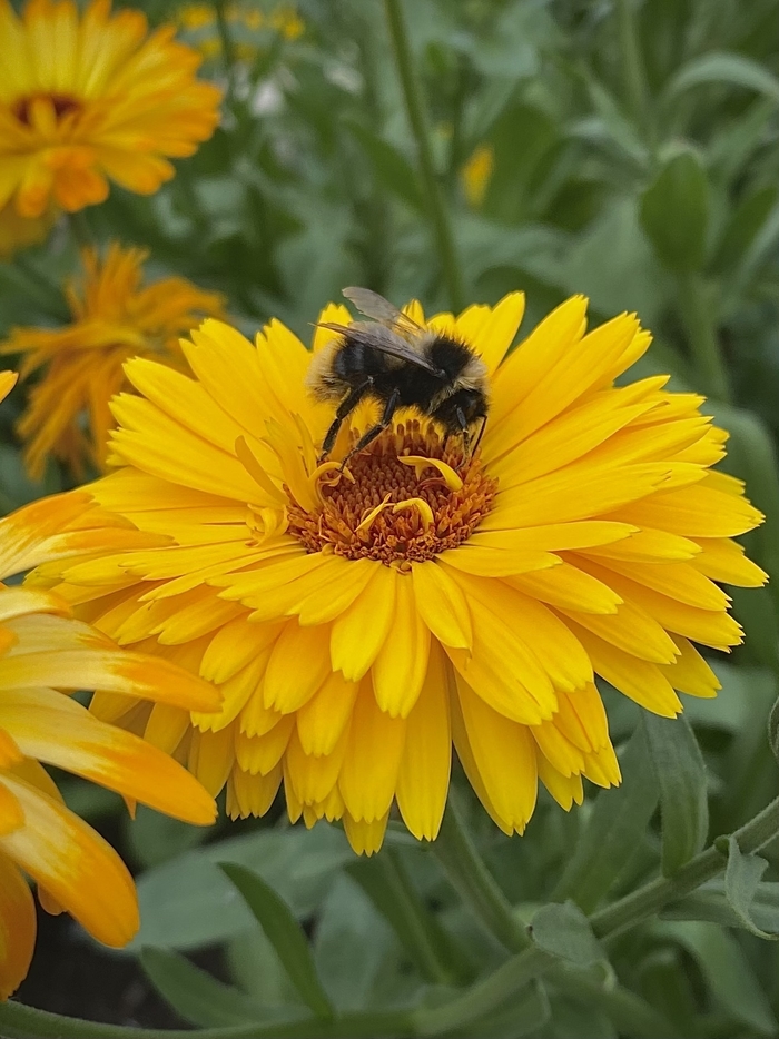 Рабочие будни шмеля)