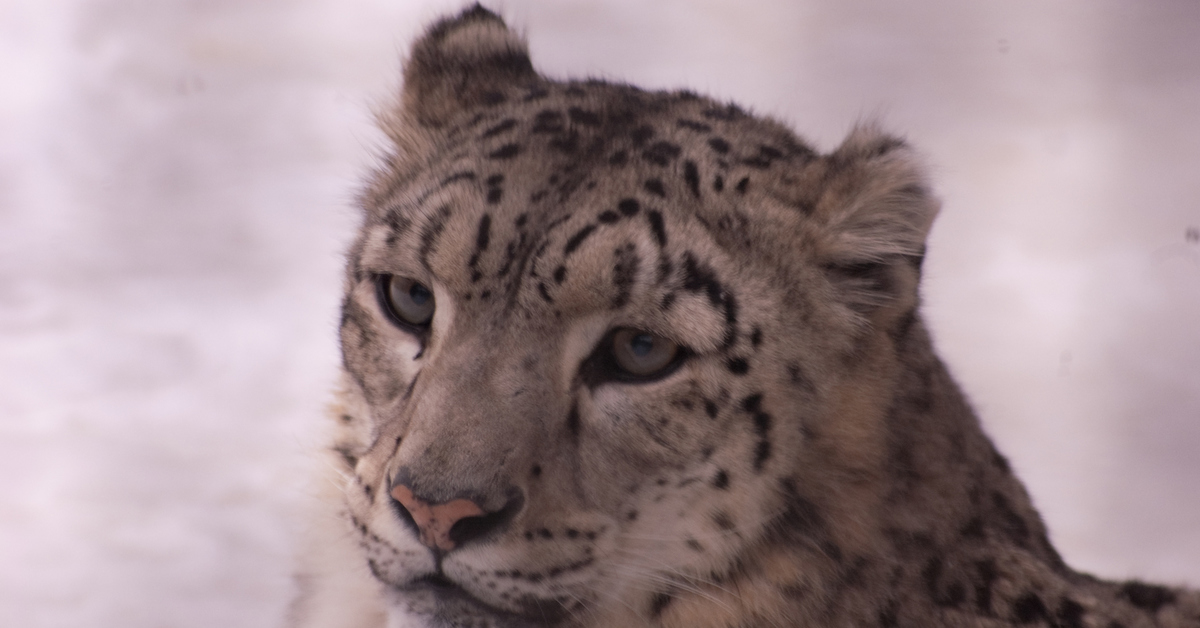 Big cat big cat paws - My, Snow Leopard, Big cats, Cat family, Wild animals, Animals