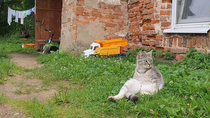 Borovsky cat - My, Animals, cat, Town, Borovsk, Courtyard, Mobile photography