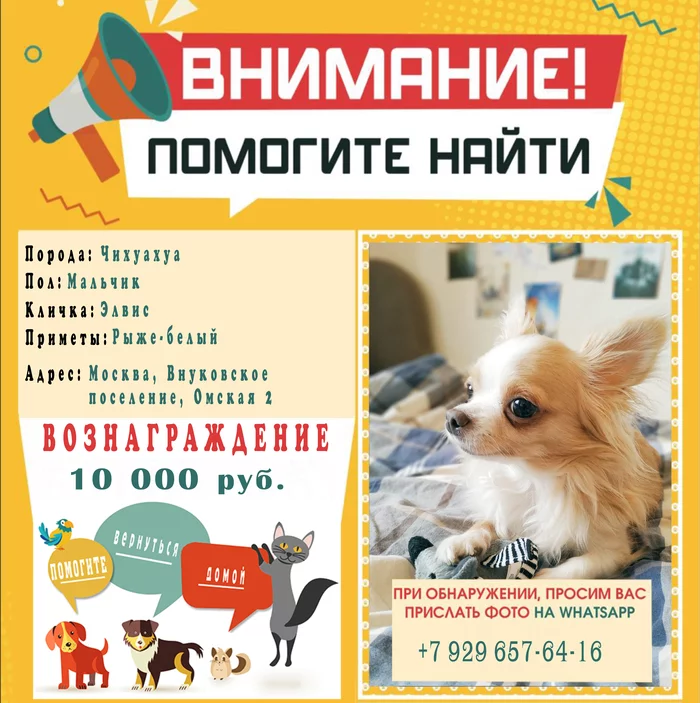 Vnukovo lost dog Chihuahua - Reward 10,000 rubles - My, The dog is missing, No rating, Dog, Chihuahua, Help, Urgently, Moscow