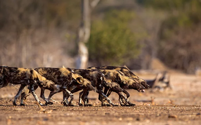 Hyena dogs. - Hyena dog, Canines, Predator, wildlife, Wild animals, Africa, Longpost, The photo, Predatory animals