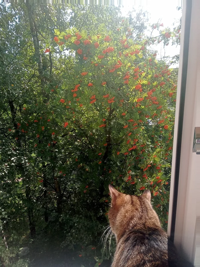 This is what I understand - the view from the window - My, Rowan, View from the window, Summer, cat, The photo, Mortgage