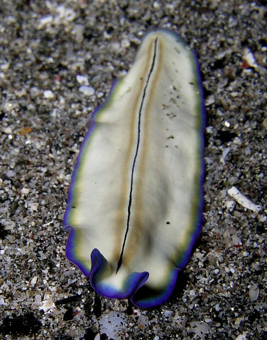 Legless #IV (lite) - My, Worm, Flatworms, Sea worm, Milota, Mat, Longpost