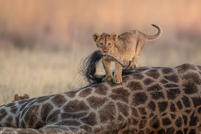 Mom, can I take this? - a lion, Lion cubs, Big cats, Cat family, Animals, Wild animals, Predator, wildlife, , Africa, Botswana, The photo, Mining, Giraffe, Predatory animals