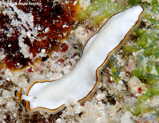 Legless #IV (lite) - My, Worm, Flatworms, Sea worm, Milota, Mat, Longpost