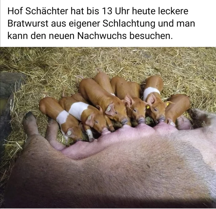 True animal lovers are welcome - My, Germany, Farming, Pig, Sausage, Piglets