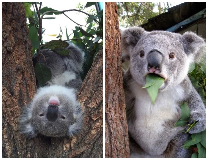 Always a little drunk - Australia, Koala, Eucalyptus, Longpost