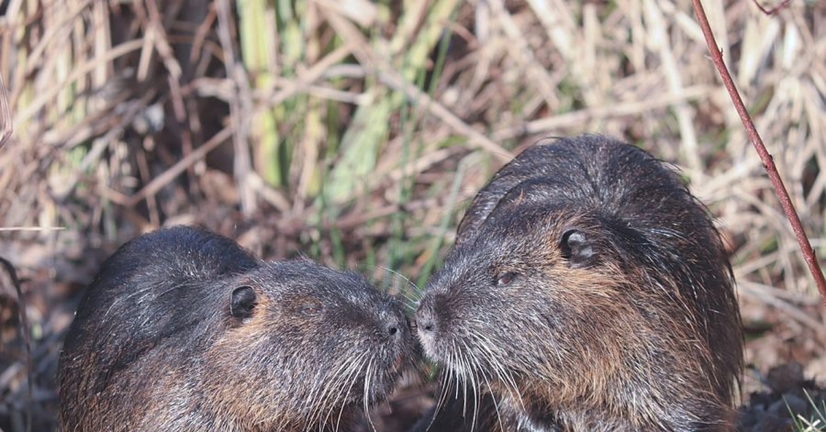 Nutria, or marsh beaver - Nutria, Rodents, Wild animals, wildlife, Informative, Longpost