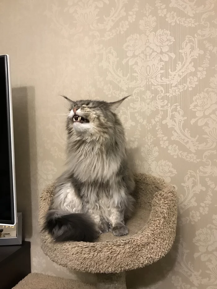 Your face when the boss came before you - My, cat, Maine Coon, Bosses