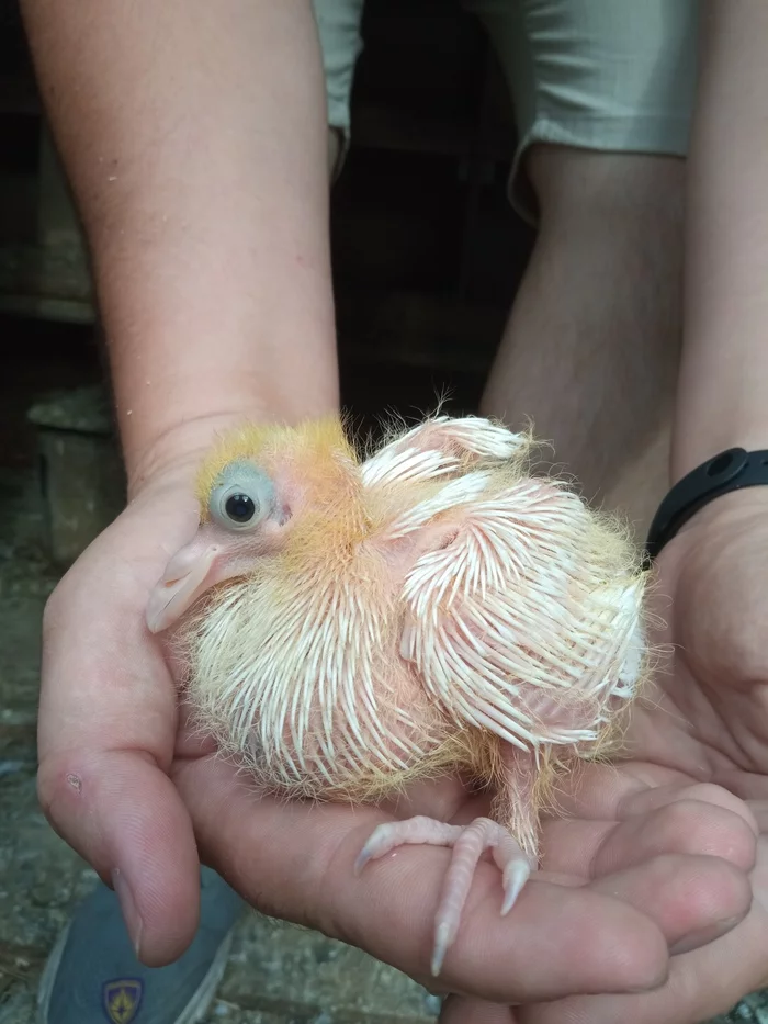 Pigeon life in the dovecote and why the children of pigeons are not sparrows - My, Longpost, Pigeon, Chicks of pigeons, Video, Pets, Birds, Top, Hot