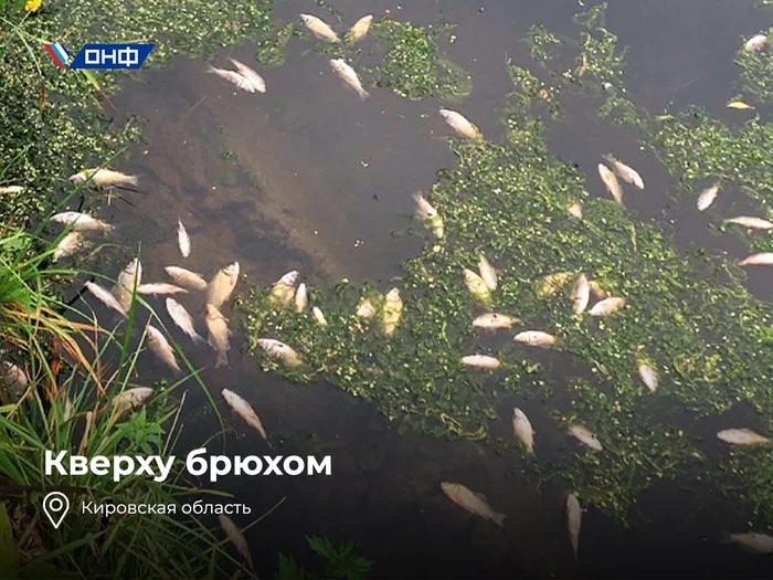 Belly up: Hundreds of dead fish found in Kirov river - My, news, Kirov region, Ecology, Ecological catastrophy