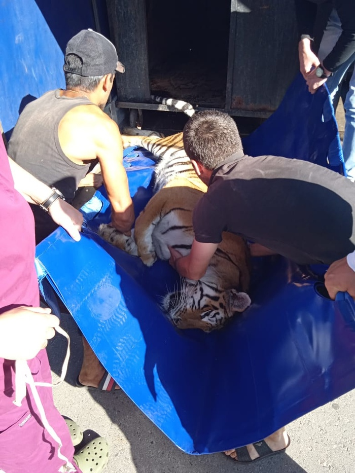 Belgorod veterinarians gave birth to a tigress from the circus - Tiger, Childbirth, Helping animals, Vet, Belgorod, C-section, Tiger cubs, Animals, , Circus, Big cats, Cat family, Vet clinic, Longpost