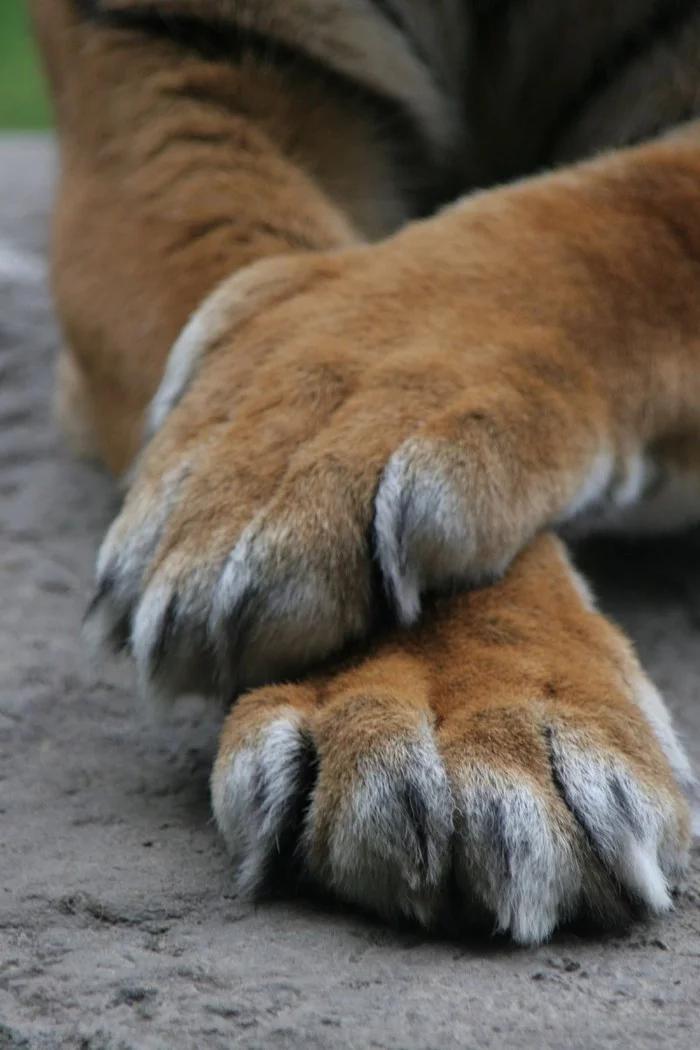Paws - Tiger, Paws, Big cats, Cat family, Predatory animals, The photo, From the network, Milota, , Animals, Longpost