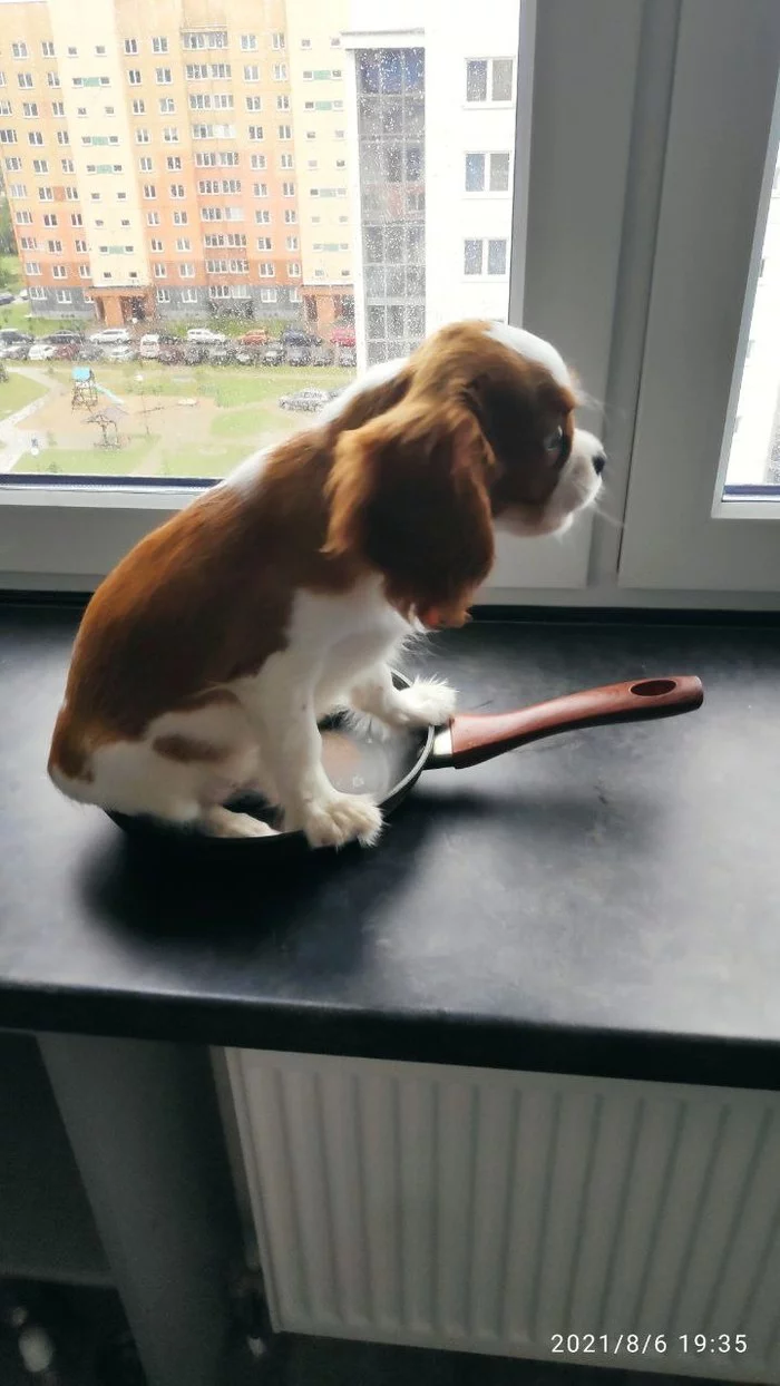 Dish of the day - hot dog - Dog, Cavalier king charles spaniel, Humor, Puppies