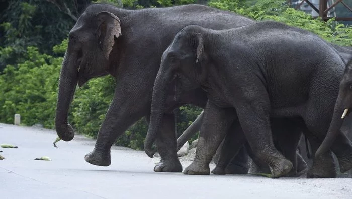 Traveling elephant herd returns home - Elephants, Wild animals, China, Interesting, Travelers, Herd, Reserves and sanctuaries, Longpost