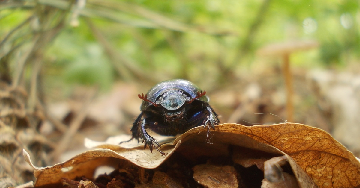 dung beetle - My, Жуки, Beetles, Macro photography, Insects