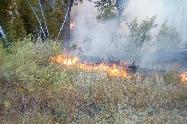 Forest fire was extinguished for 3 days in the Navashinsky urban district - My, Fire, Summer, Forest, Forest fires, Negative