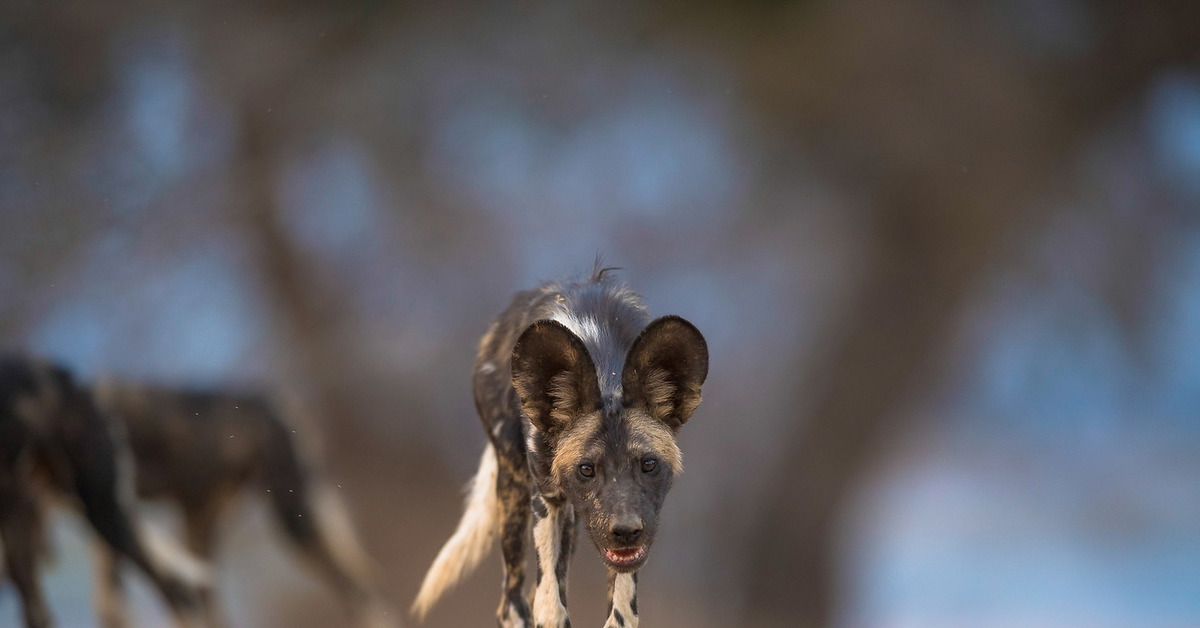 Hyena dogs. - Hyena dog, Canines, Predator, wildlife, Wild animals, Africa, Longpost, The photo, Predatory animals