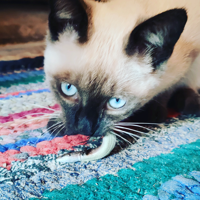 ��� �������