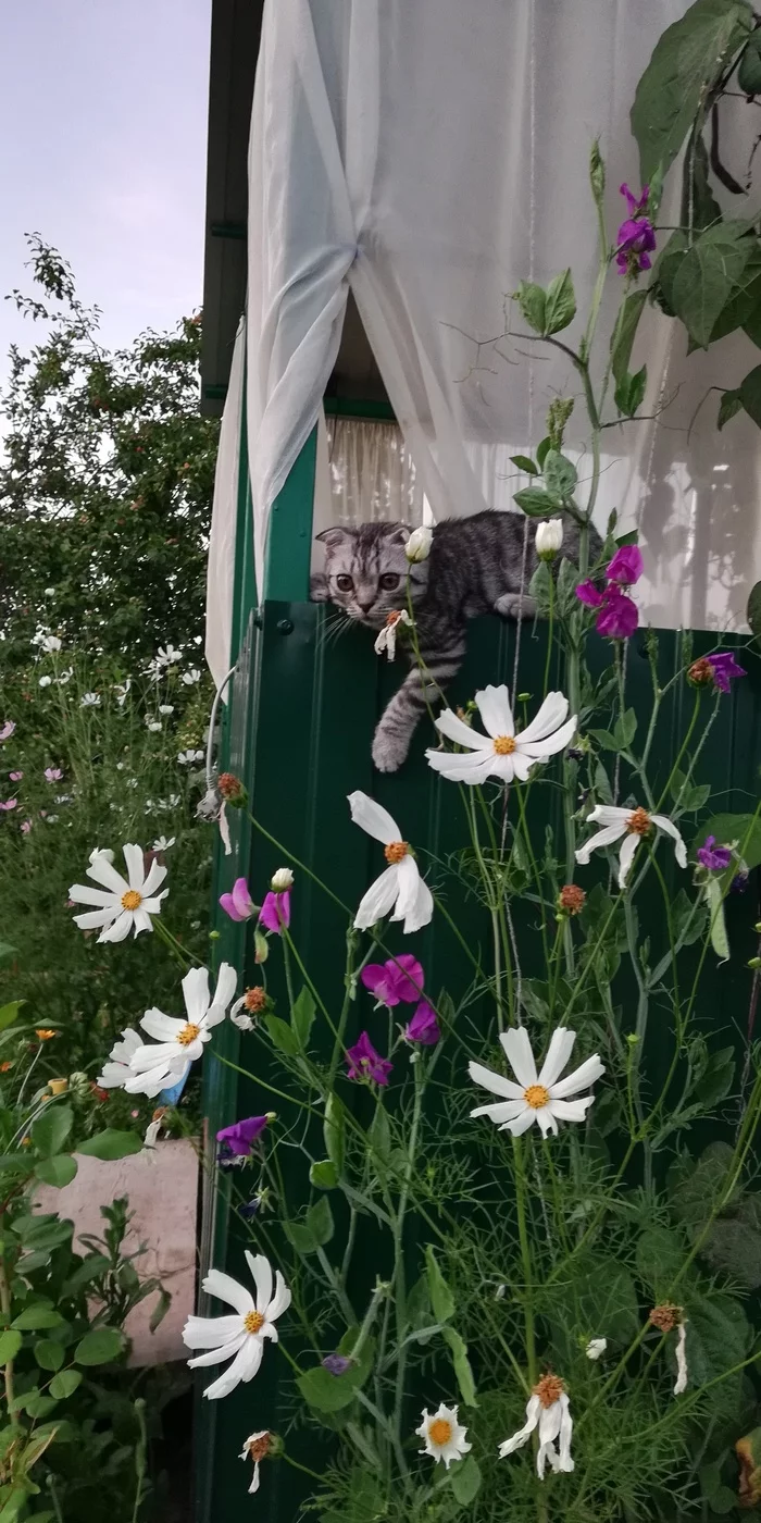 A little more Fedor - My, cat, Flowers, Longpost