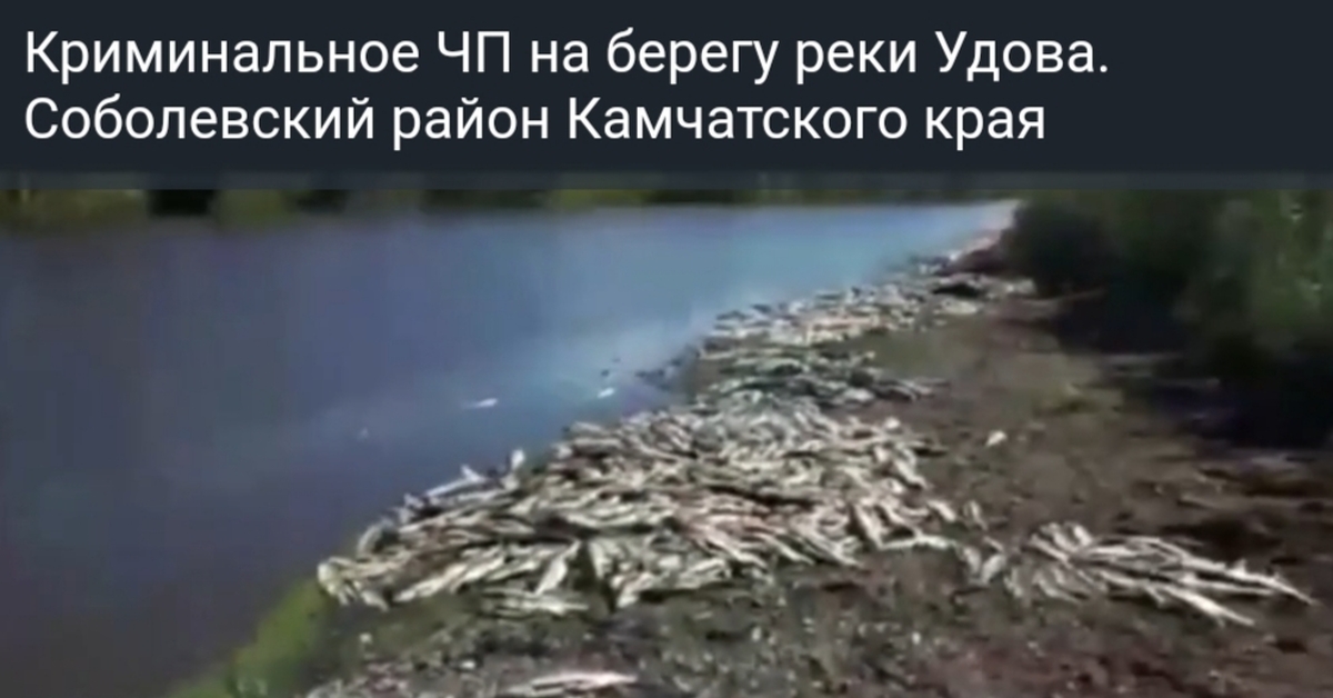 Invisible poachers bombarded the Udova coast with mountains of gutted fish - Kamchatka, Poachers, Nature, Ecology, Putin, Crime, Video, Longpost, Negative