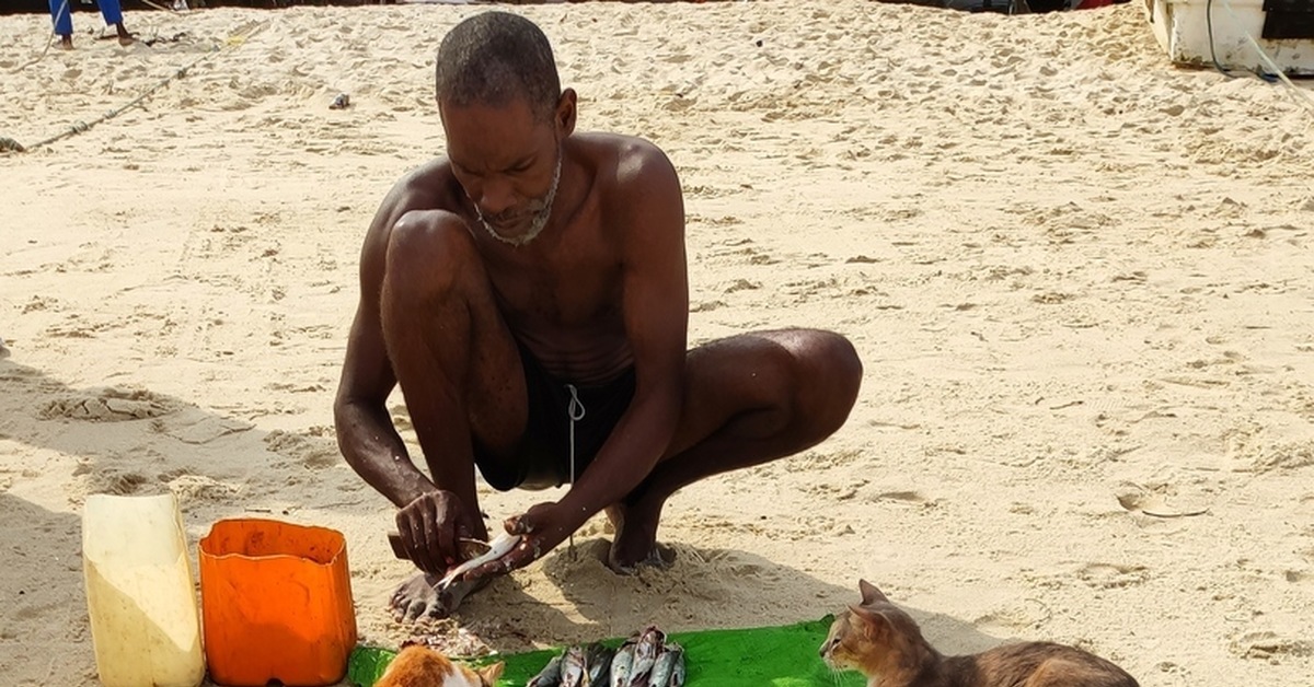 Multicolor - Do you sell fish?, cat, A fish, Zanzibar, Tanzania, Africa, Salesman, The photo, , Beach