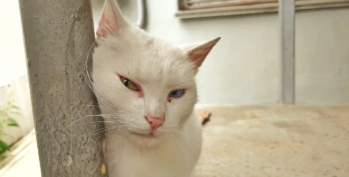 cat with heterochromia - My, cat, Heterochromia, Mobile photography