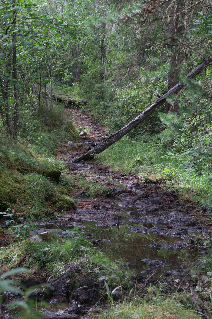 ПУТЕШЕСТВИЕ В ГУТАРУ И ПО ГУТАРЕ Тайга, Путешествие по России, Длиннопост ПУТЕШЕСТВИЕ В ГУТАРУ И ПО ГУТАРЕ Тайга, Путешествие по России, Длиннопост