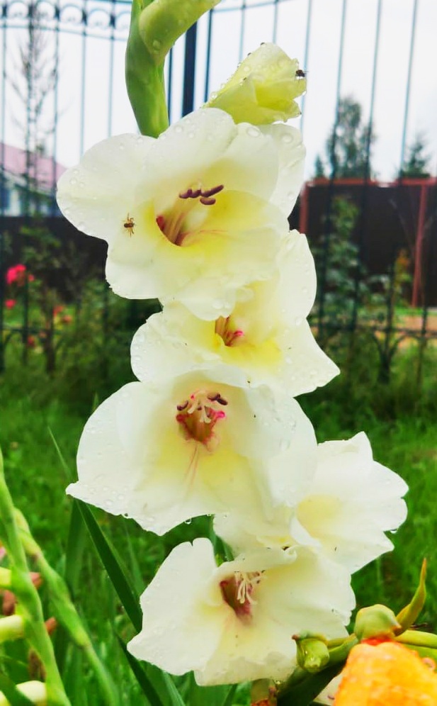 Gladiolus - My, Mobile photography, Gladiolus, Flowers, Longpost