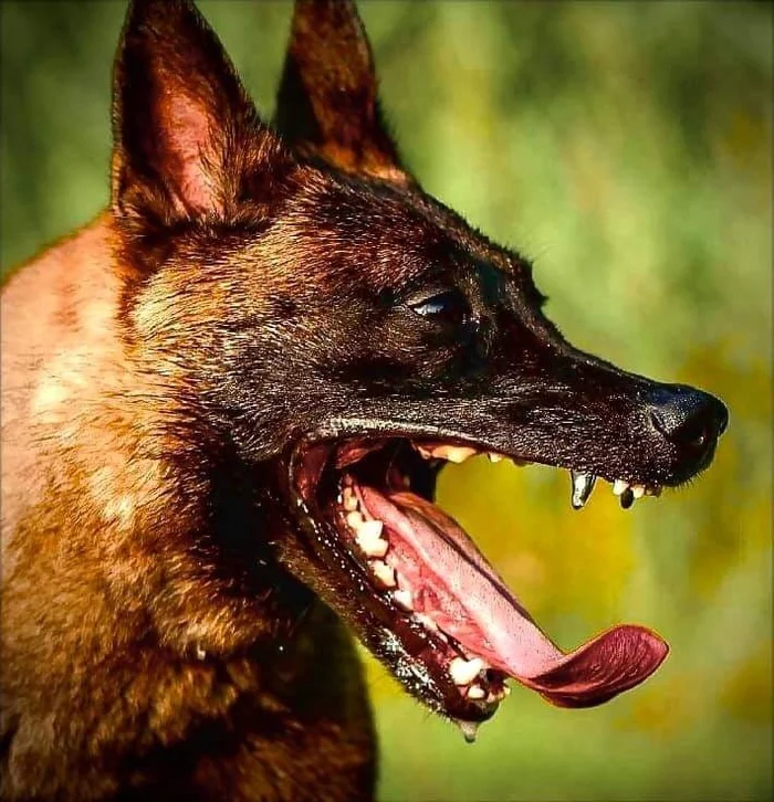 Do you want a working blood dog? That way - Malinois, Sheepdog, Longpost