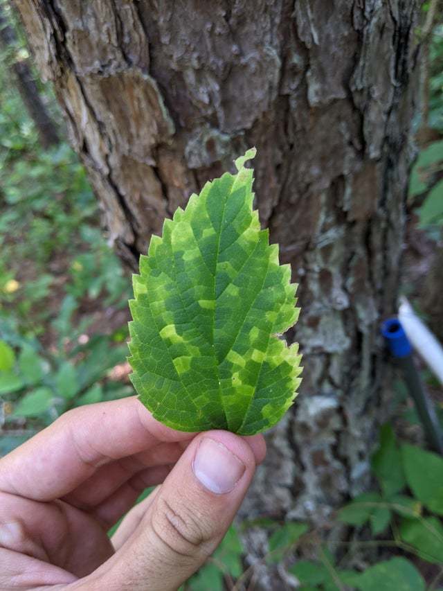 pixel leaf - Leaves, Pixel, The photo