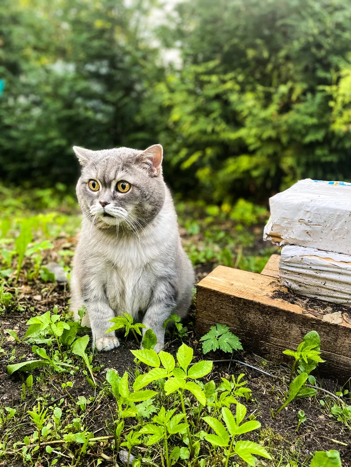 My 12kg of happiness - My, cat, Dacha, Astonishment, Shock