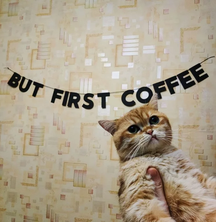 But First Coffee - Моё, Кот, Кофе