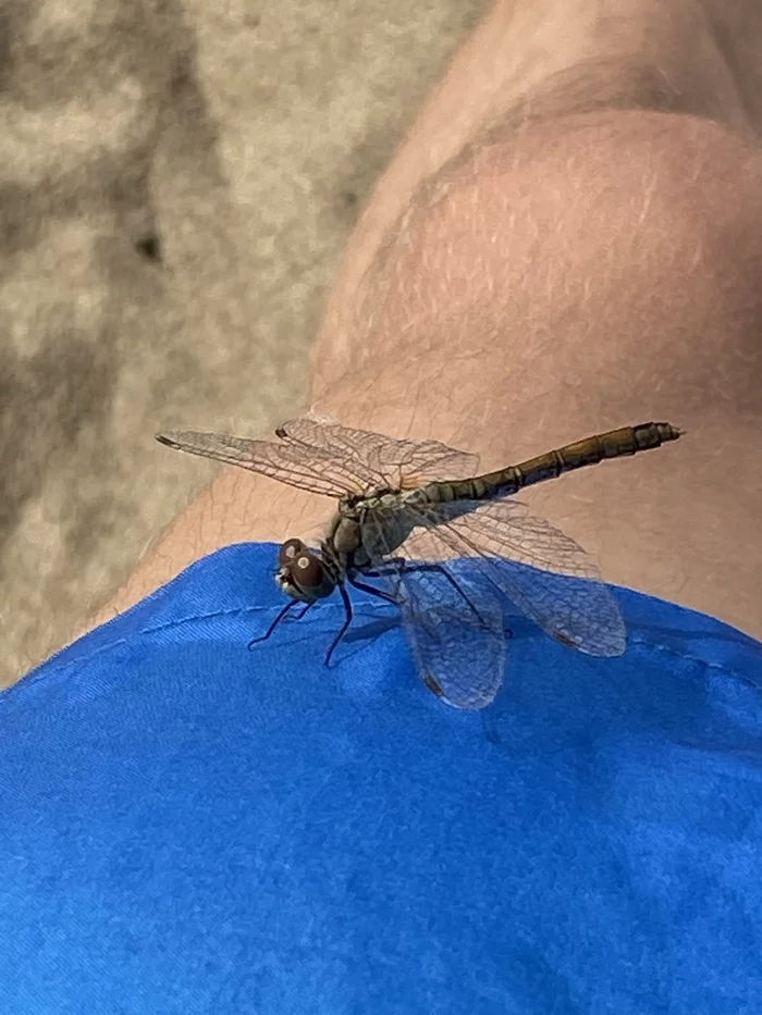 Dragonfly - My, Dragonfly, The photo, Legs