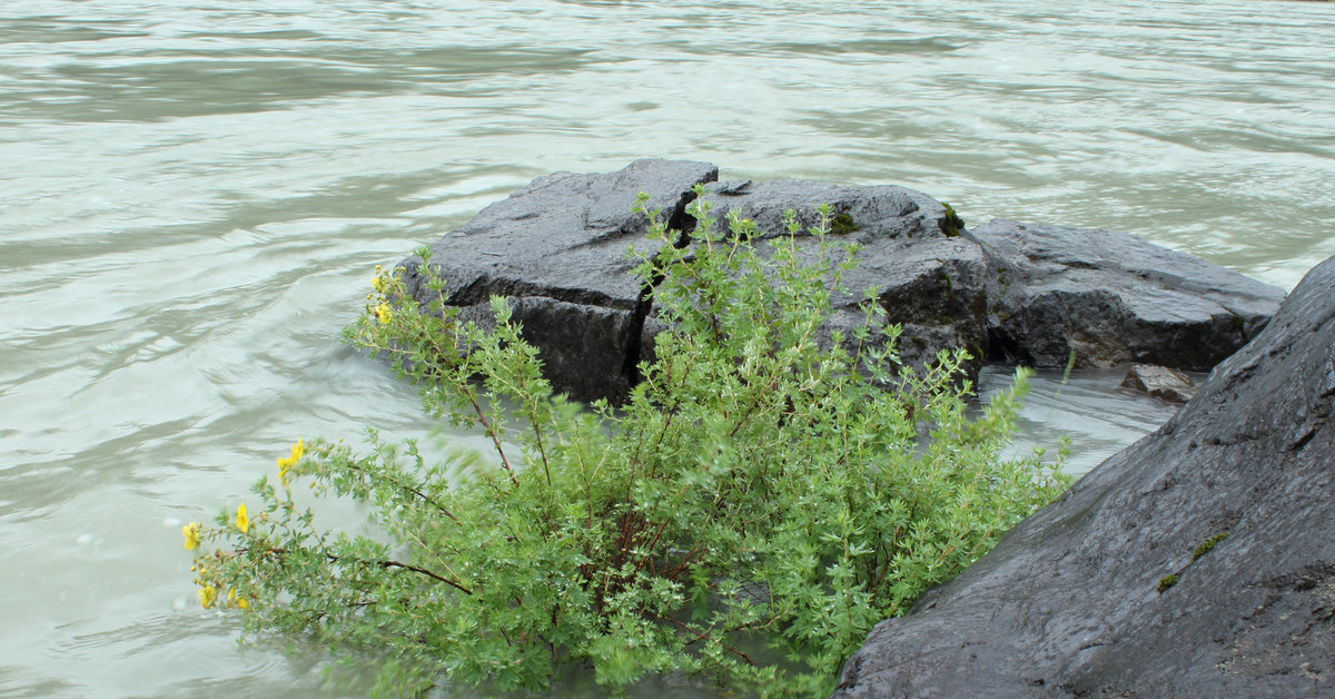 Touching greenery - My, Plants, The photo, Persistence, Mountain Altai